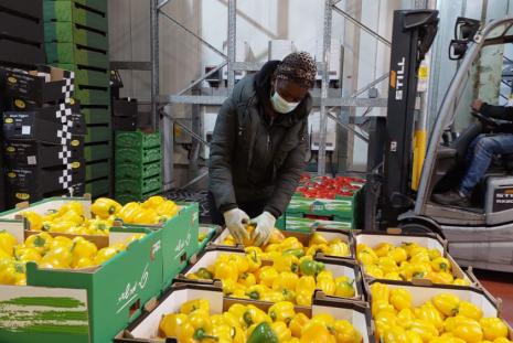 Faith Mutayi, a BSC Agriculture Student sorting and Grading Yellow Capsicum for Export
